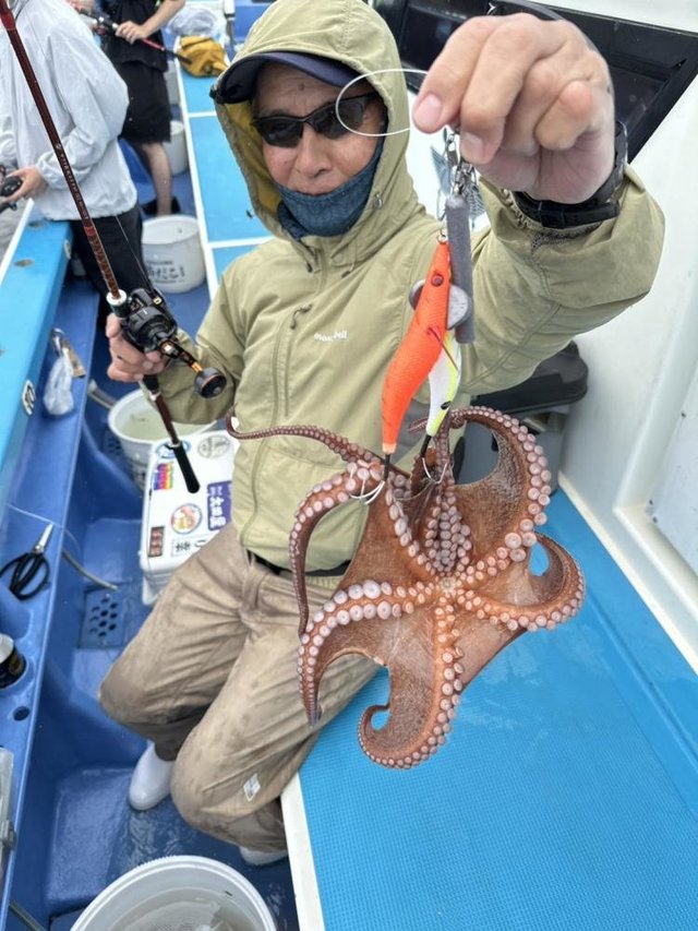 マダコ