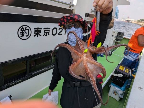 マダコ