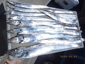 タチウオ