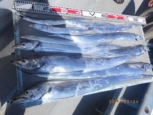 タチウオ