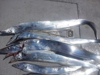 タチウオ