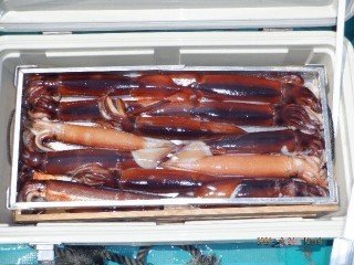 スルメイカ