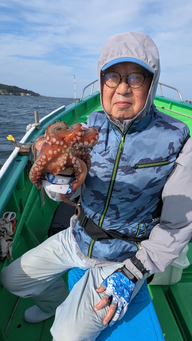 マダコ