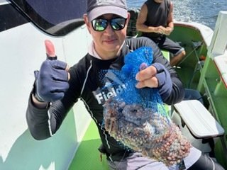 マダコ