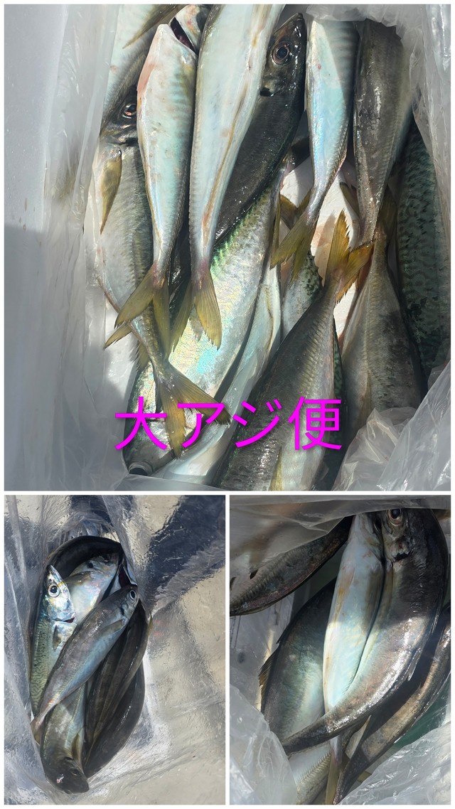 アジ(マアジ)