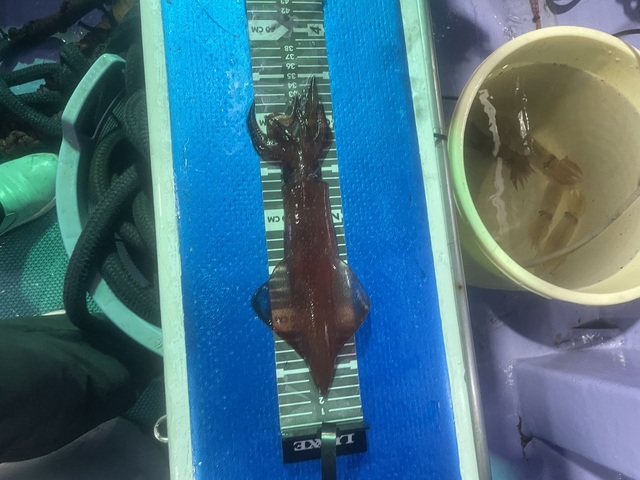 スルメイカ