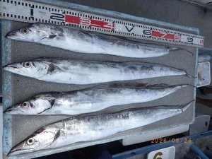 タチウオ