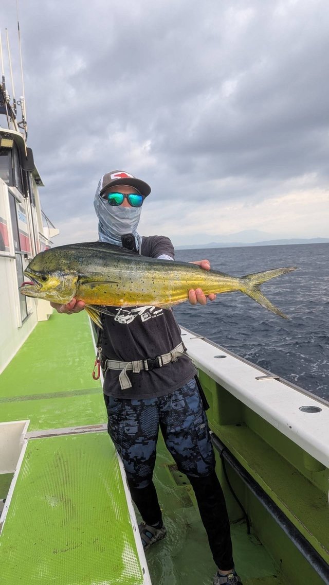 シイラ