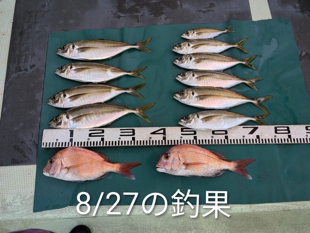 マダイ・マアジ