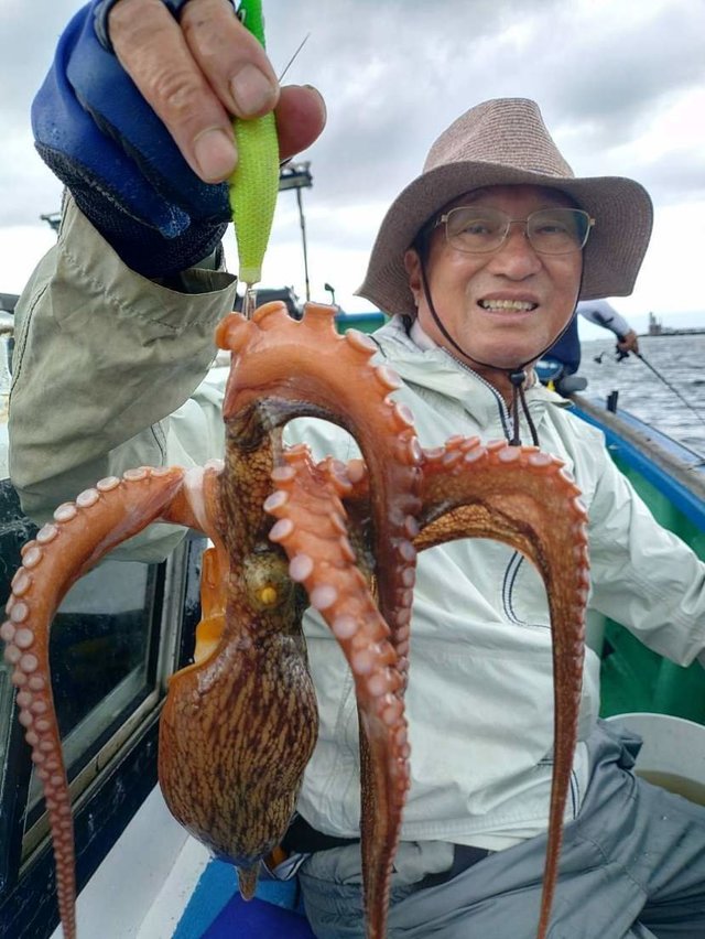マダコ
