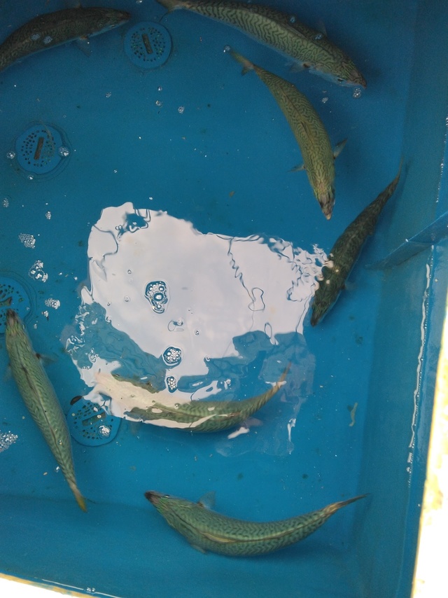 マサバ