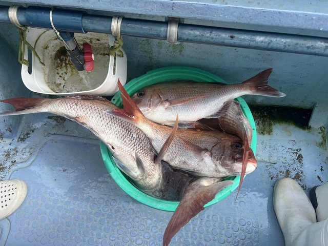 マダイ