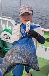 マダコ