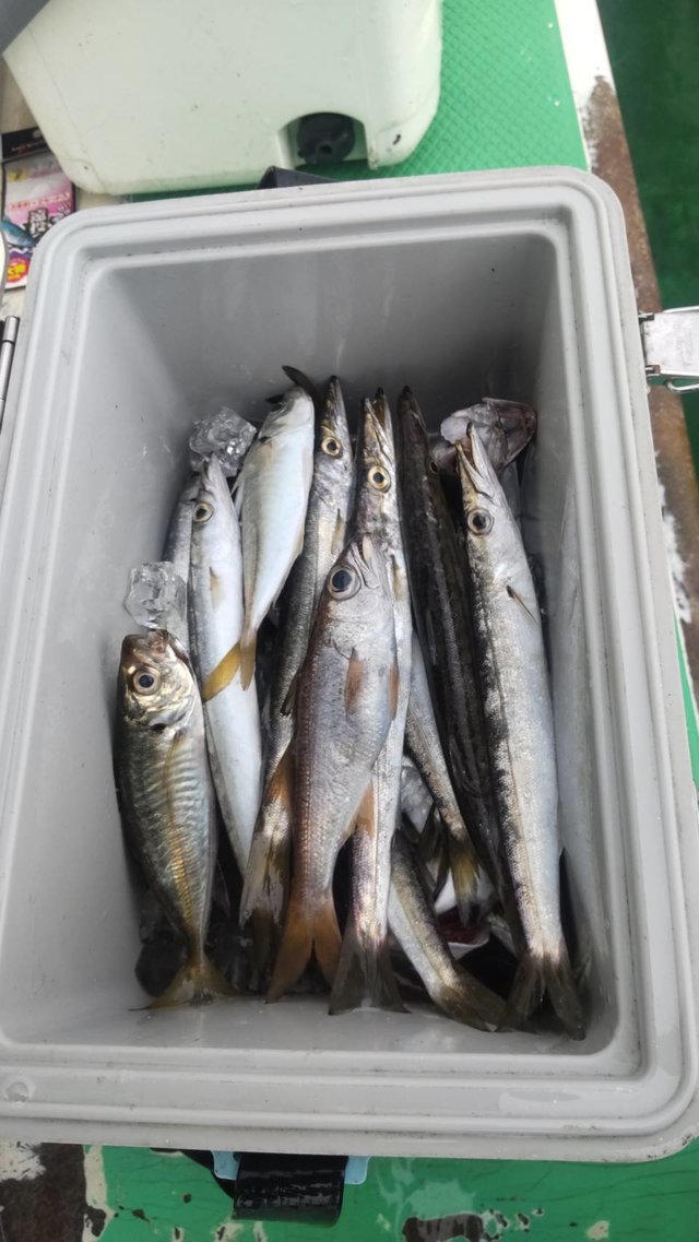 カマス(アカカマス)