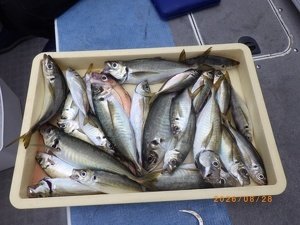 タイ(マダイ)・アジ(マアジ)