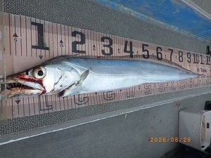 タチウオ