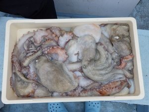マダコ