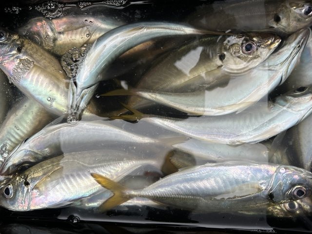 アジ(マアジ)