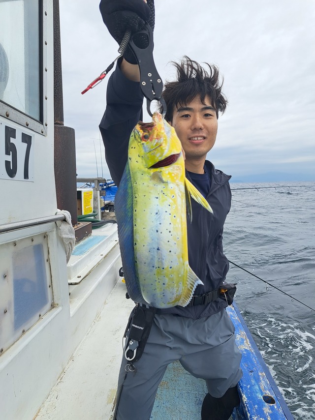 シイラ