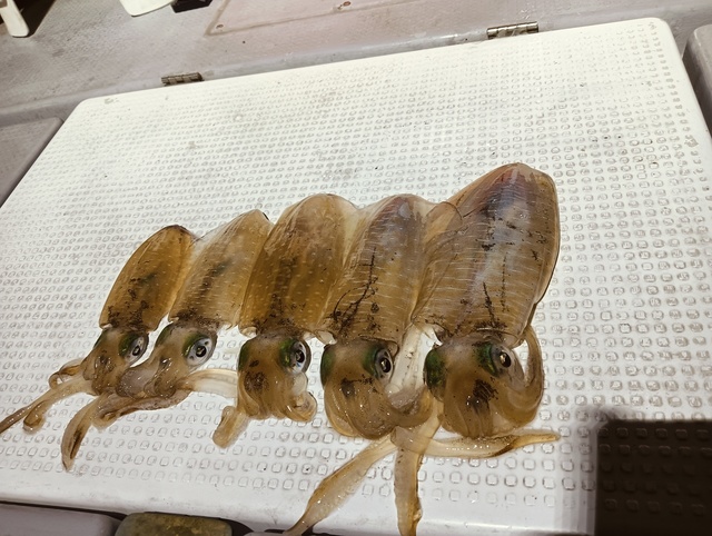 アオリイカ