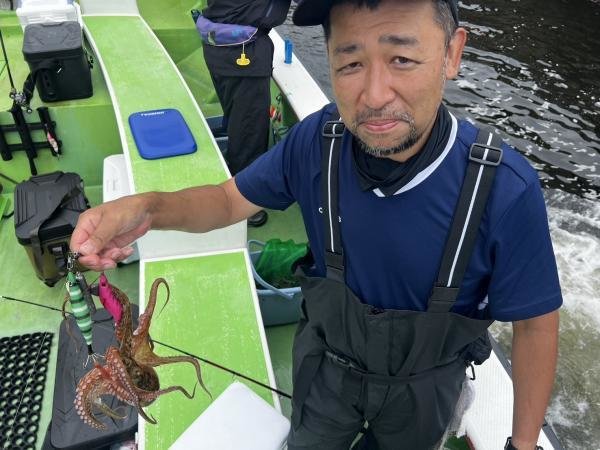 マダコ