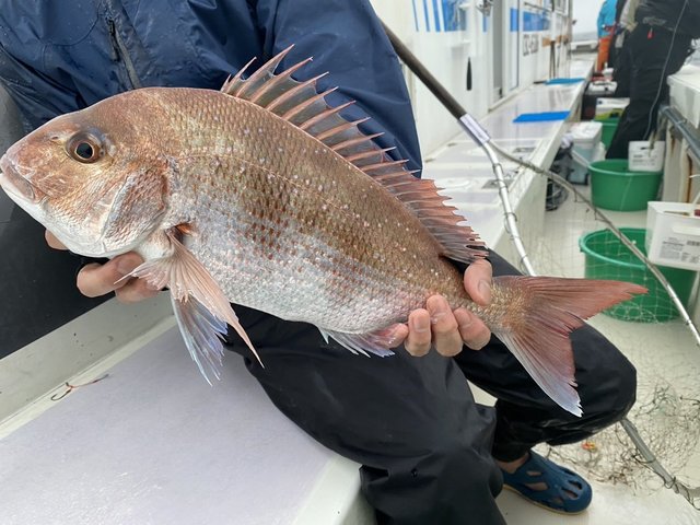 マダイ