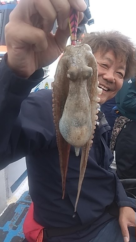 マダコ