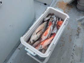 アカムツ・シロムツ(オオメハタ)