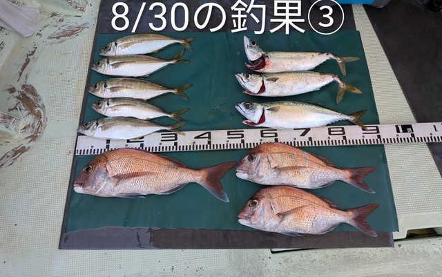 マダイ・マアジ・マサバ