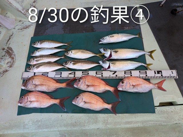 マダイ・マアジ・マサバ