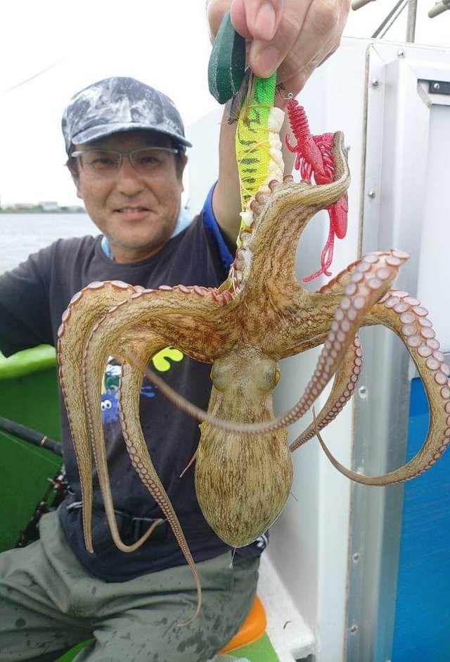 マダコ