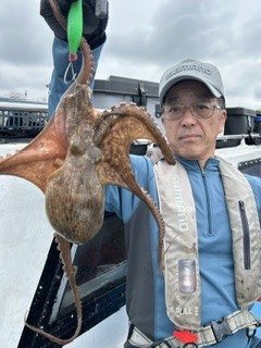 マダコ