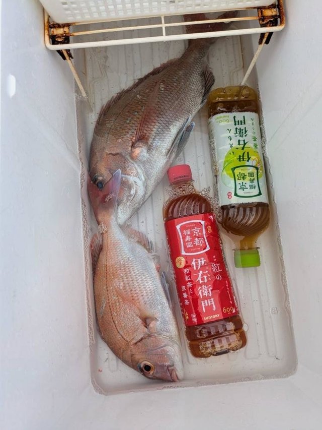 マダイ