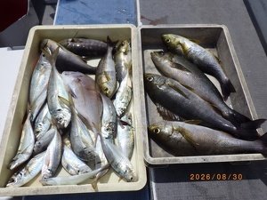 アジ(マアジ)・イサキ