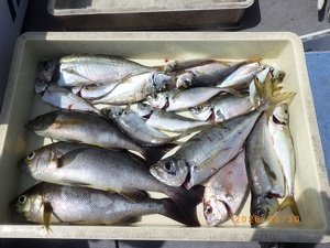 アジ(マアジ)・イサキ