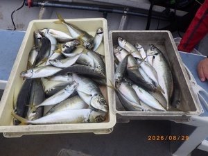 アジ(マアジ)