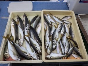 アジ(マアジ)