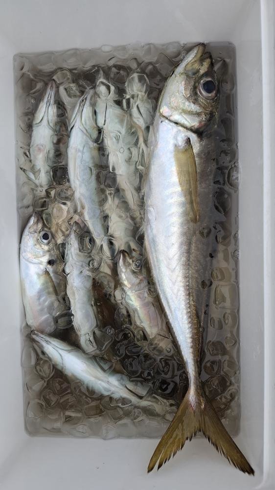 アジ(マアジ)