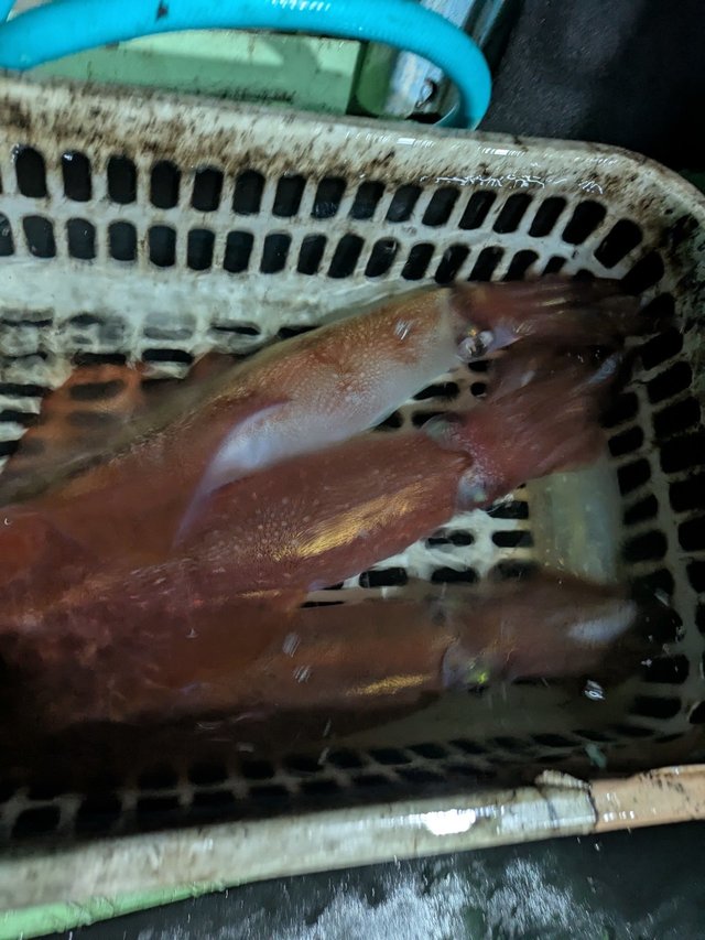 ヤリイカ