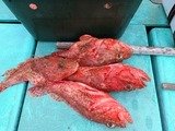 オニカサゴ・カンコ(ウッカリカサゴ)・ユメカサゴ