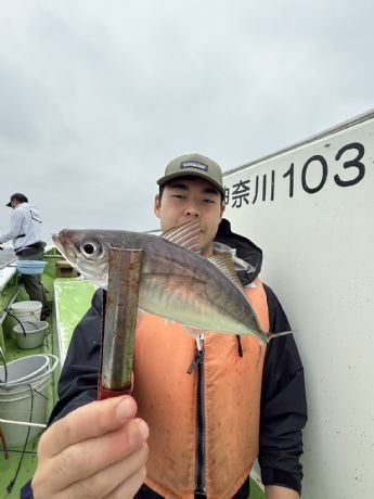 アジ(マアジ)