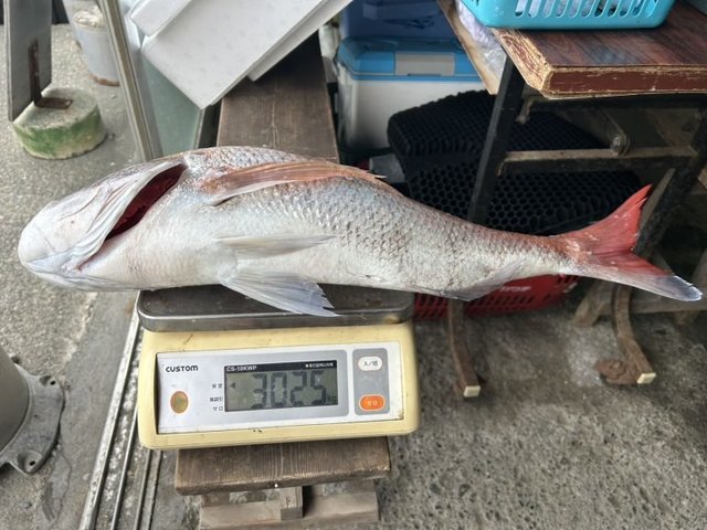 マダイ