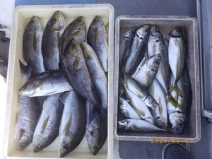アジ(マアジ)・イサキ