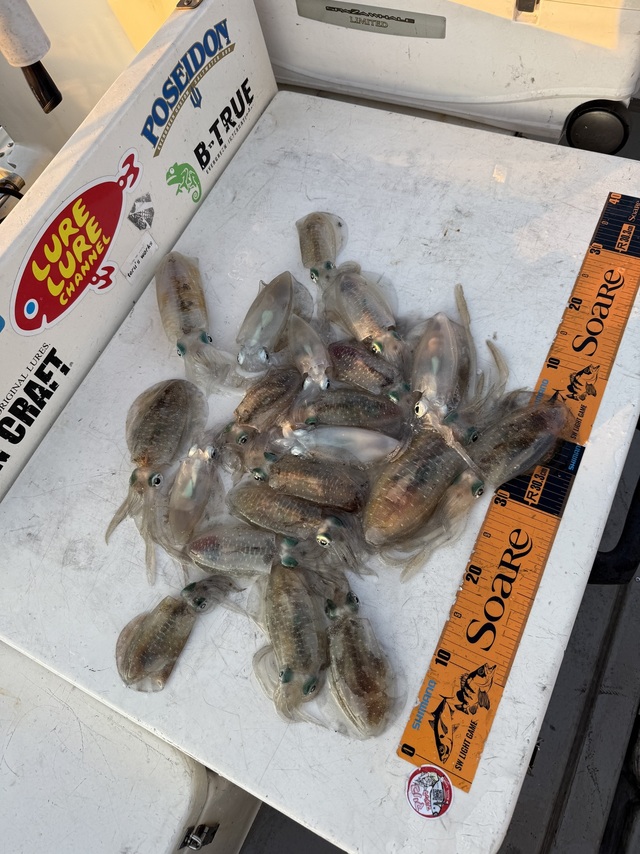 アオリイカ