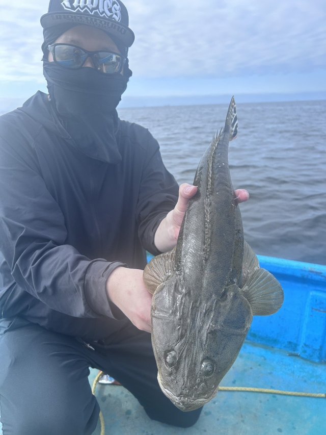 マゴチ