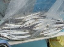 カマス(アカカマス)