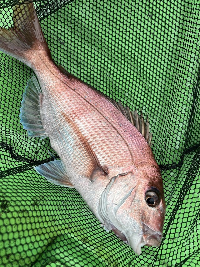 マダイ