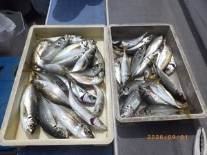アジ(マアジ)