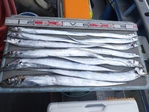 タチウオ