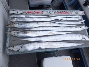 タチウオ
